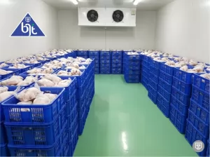 air blast freezer room dan pembekuan daging unggas, ayam, bebek